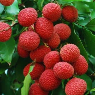litchis
